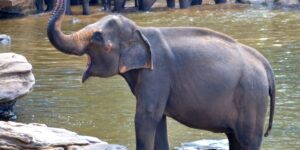 Elephant washing in Sri Lanka